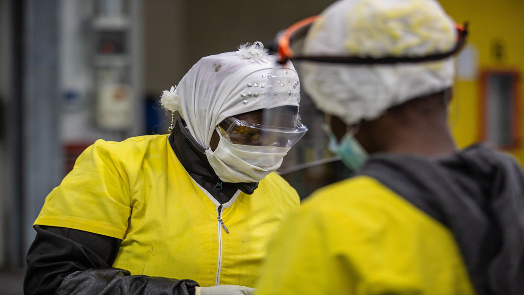 Una fase della raccolta dei mirtilli