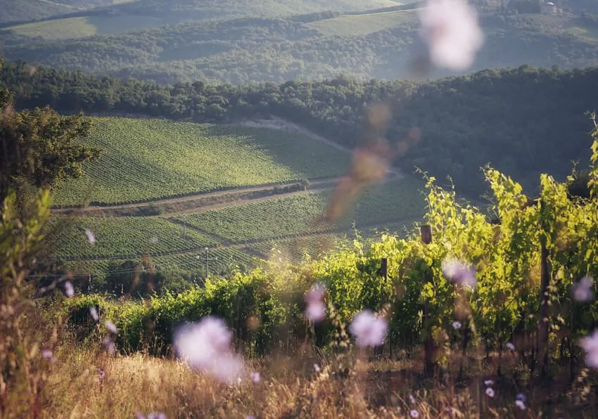 Uno scorcio dei vigneti di Fattoria della Aiola