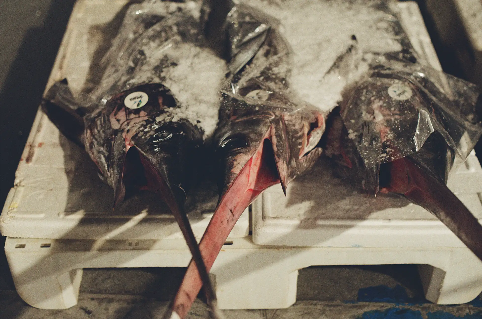 Un bancale di pesce spada al mercato ittico