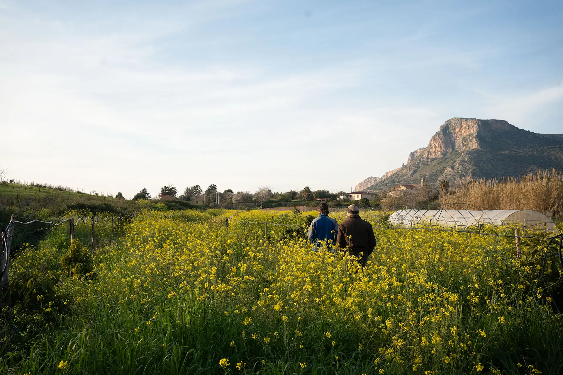 I terreni della Cooperativa NOE, nei pressi di Borgo Parrini, Partinico
