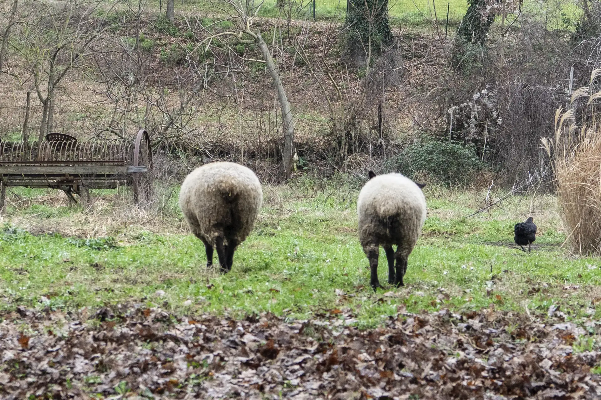 Pecore e galline libere a Janas, parti integranti del paesaggio agricolo