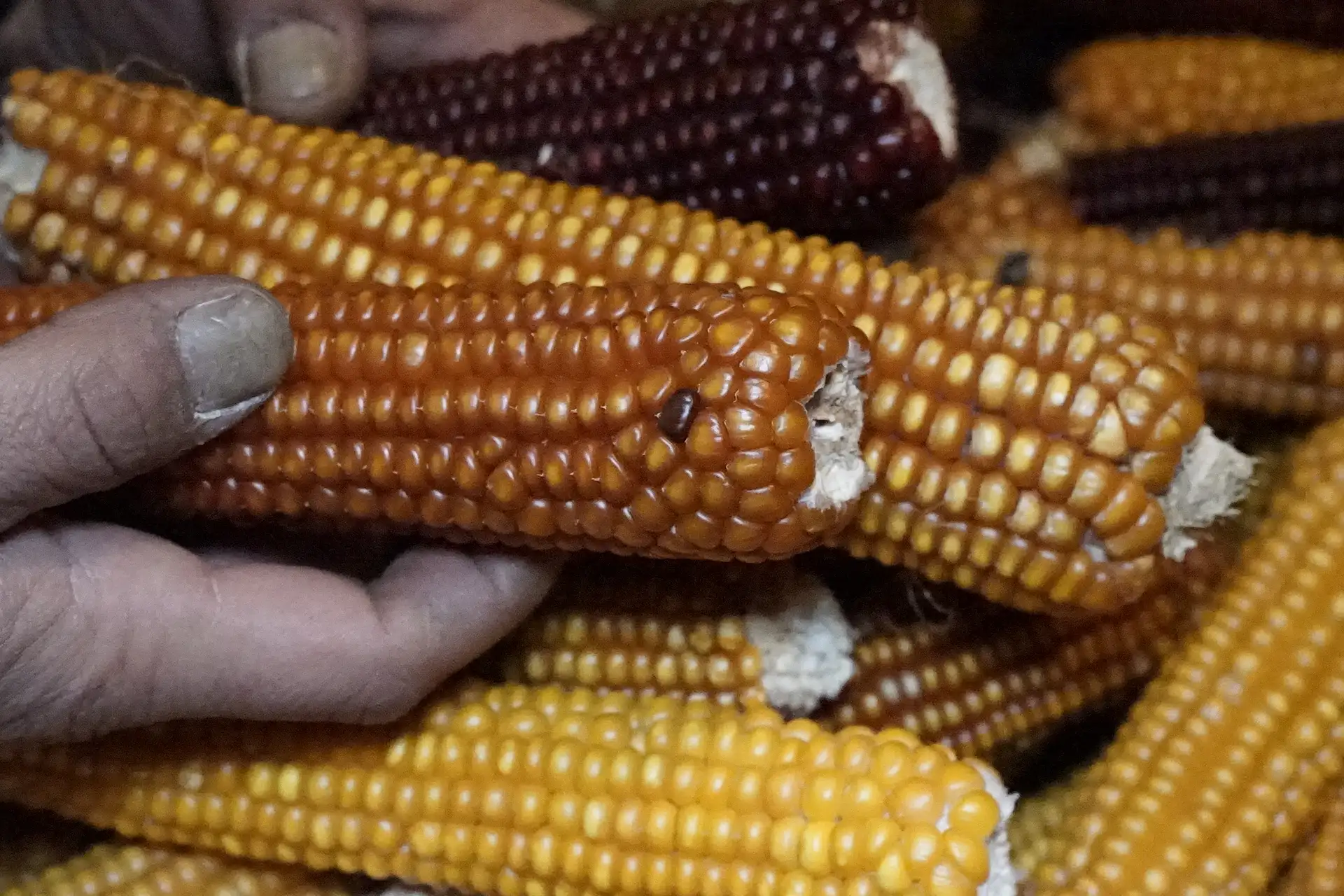 Il mais appartenente a una popolazione tipica della località di Colle Ombroso, prodotto dall’azienda agricola