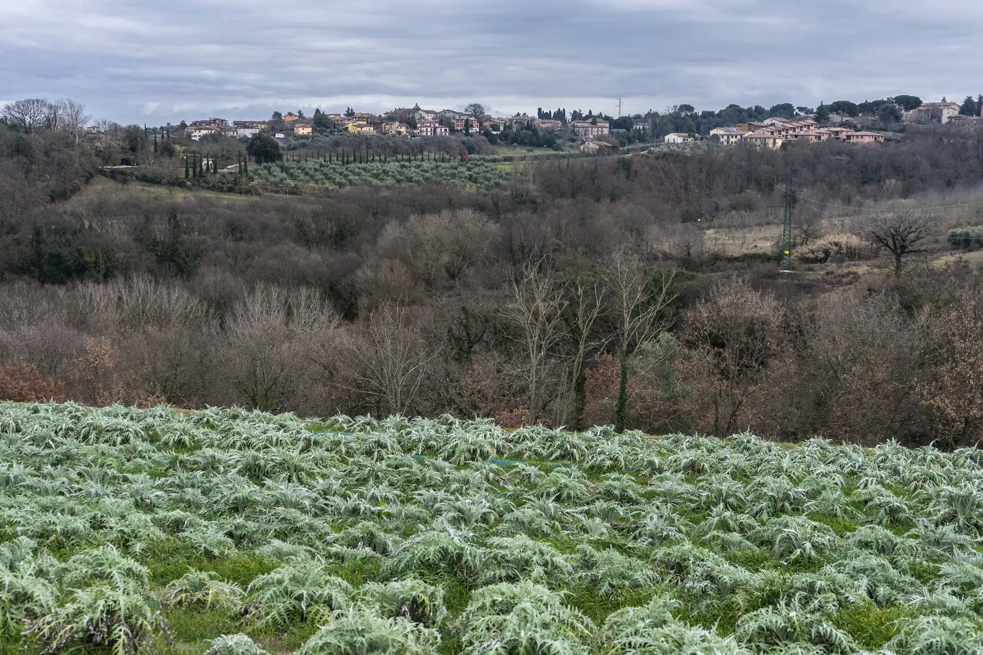 Il “modello bosco”: l’integrazione tra campi coltivati, alberi e microorganismi praticata da Quintosapore nelle campagne umbre