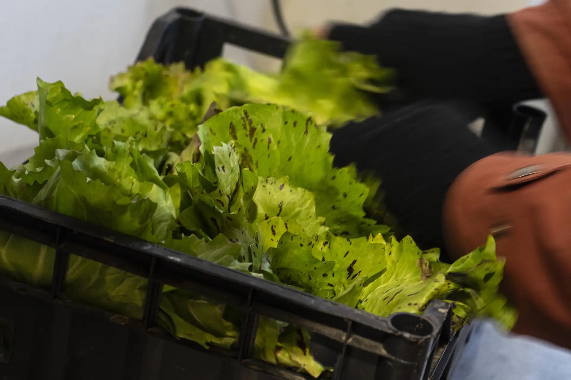 Una varietà di lattuga coltivata a Quintosapore e appena raccolta