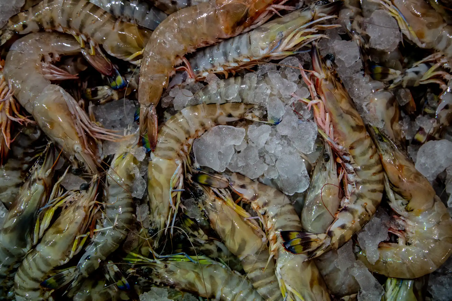 Alessandria d'Egitto - Gamberi in esposizione nel mercato del pesce Halaqet El Samak, nel quartiere Anfushi.