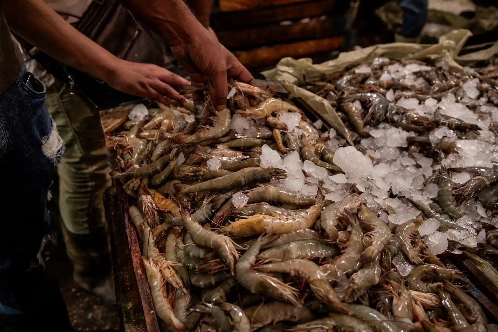 Alessandria d'Egitto - Gamberi in esposizione nel mercato del pesce Halaqet El Samak, nel quartiere Anfushi.