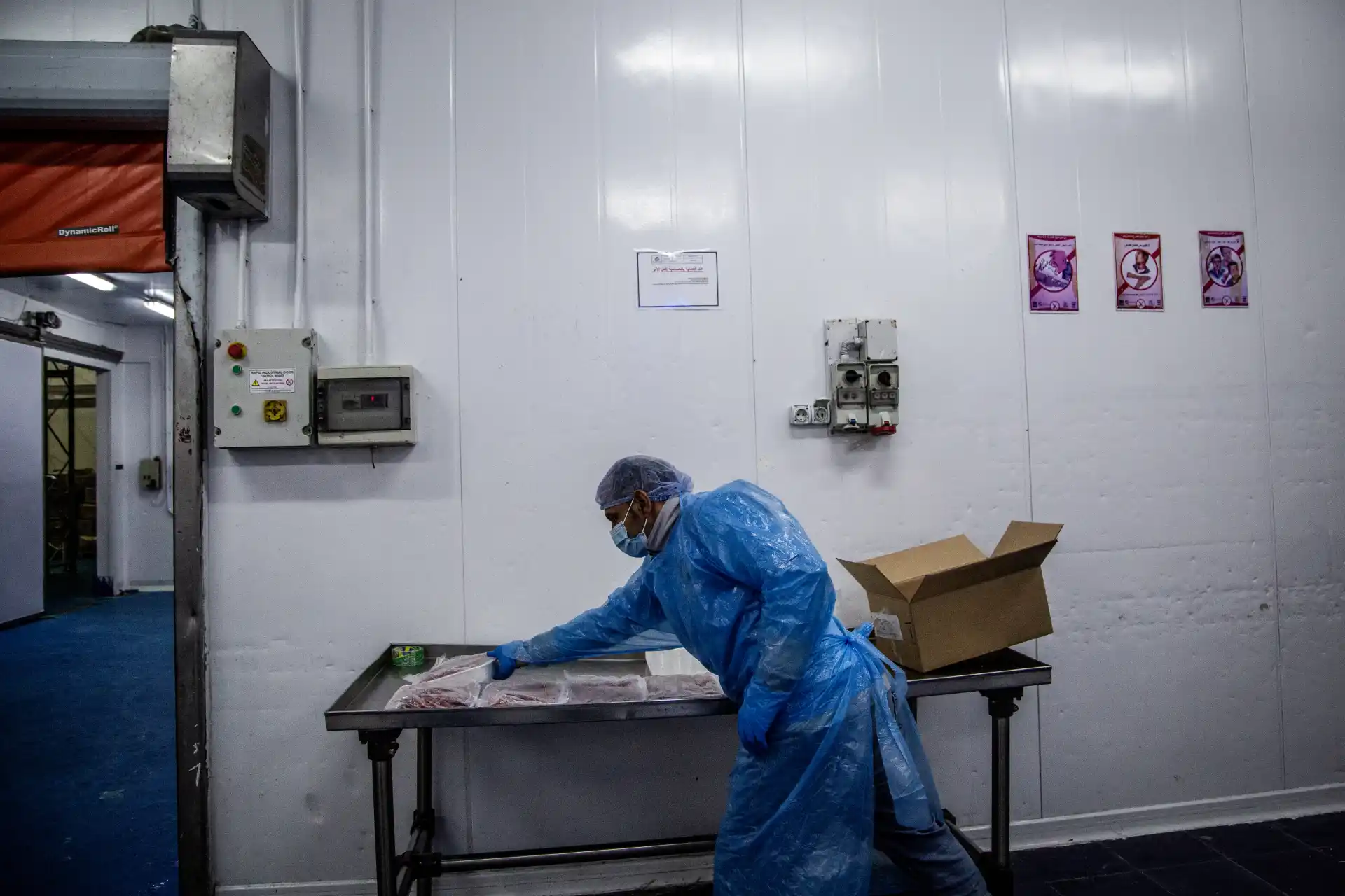 Port Said, Egitto - Un operaio della ditta King Fish sistema alcune vaschette di gambero rosso surgelato di prima scelta nei cartoni e le prepara per l’esportazione verso l’Europa.